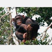 Chimps Able to Apprehend Another Chimps Mind-Set