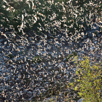 These Hawks Have Figured Out How to See the Bat in the Swarm