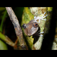 Frog Picks Maternity Ward Like Goldilocks