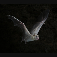 Baby Bats Can Learn Different Dialects