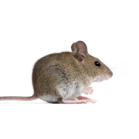 NYC Mice Are Packed with Pathogens