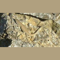 Lizard Picks Best Color--to Stand against