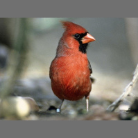 Red Birds Carry On Colorful Chemistry