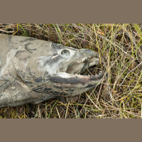 Road Runoff a No-No for Coho