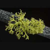 For Lichens, 3s Not a Crowd