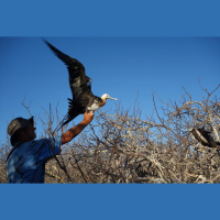 Frigate Bird Flights Last Months
