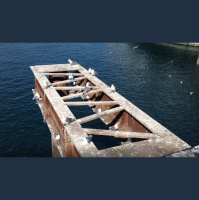 Seabird Feathers Reveal Less-Resilient Ocean