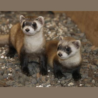 Vaccinate Prairie Dogs to Save Ferrets