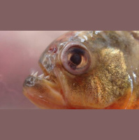 Singing Fish Reveal Underwater Battles in the Amazon