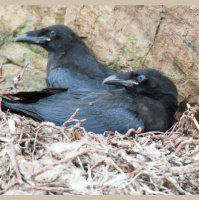 Ravens Measure Up to Great Apes on Intelligence