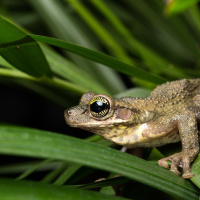 Science Sound(E)scapes: Amazon Frog Choruses at Night