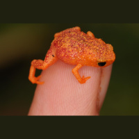 This Frog Cant Hear Its Own Calls