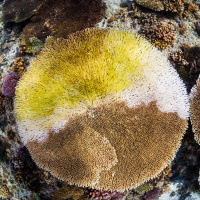 Probiotics Could Help Save Overheated Corals