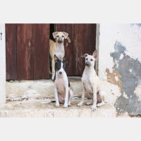 Feral Dogs Respond to Human Hand Cues