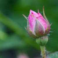 Blossoming As An Individual