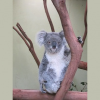 Koala　コアラ, Effortless Japanese