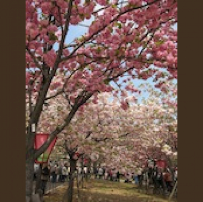 Effortless Japaneses Podcast