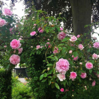 790. Chatting in the Garden with Mum (Listener QampA)