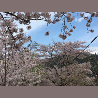 442. The Trip to Japan (Part 1)