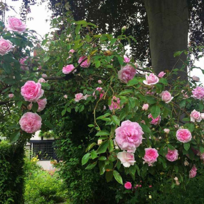 Lukes English Podcast - Learn British English With Luke Thompson