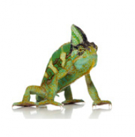 Discussing life changes - Zapp English Listening 3.11