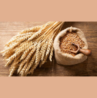 Episode 263: 32AD Passion Week Tuesday: The Grain of Wheat and the Voice from Heaven