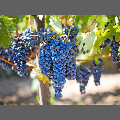 Message To Kings - A Biblical History Of Man