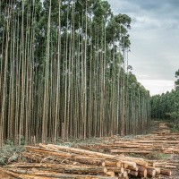 Interview with Lemlem Tajebe, researcher at Ethiopian Environment and Forestry Research Institute