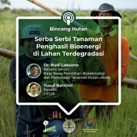 Serba Serbi Tanaman Penghasil Bioenergi di Lahan Terdegradasi