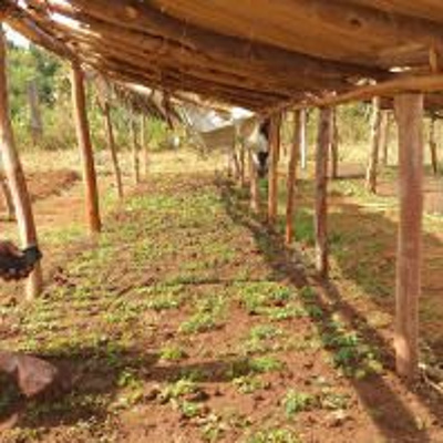 Center For International Forestry Research (cifor)