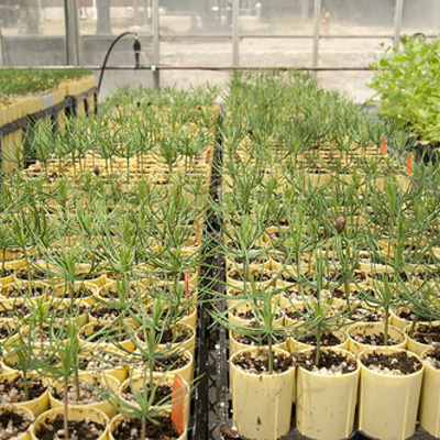 Center For International Forestry Research (cifor)