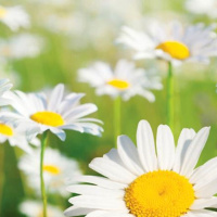 Attracting Abundance with the Angels