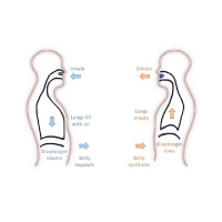 Occult Breathing - Lectures of Fallen Wisdom #38