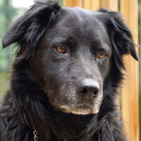 Encounters — An emergency doc learns a life lesson from his loyal companion
