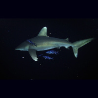 Shark Task Force: Stefanie Brendl - Shark Allies