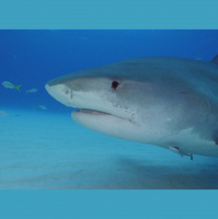 Shark School with Jessica Harvey - Audio