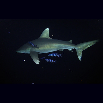 Shark Task Force