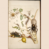 Maria Sibylla Merian