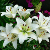 A Homily For Larry