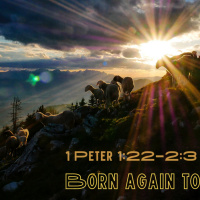 Episode 176: 1 Peter 1:22 - 2:3 Born Again To Love