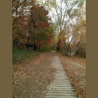 Fall Leaves