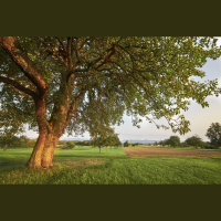 An Old Fruit Tree 2