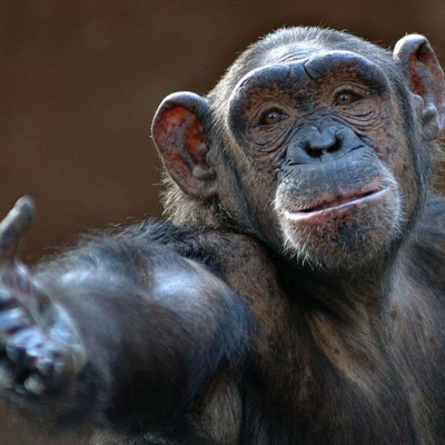 Yangcast - Onde Filosofia, Psicologia E Oratória Se Encontram