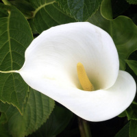 K Loveski Best Songs 2025