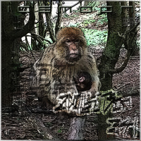 341 [IR] ICEMOON [EVOLUTION]