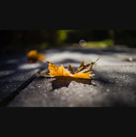 Alexy.Nov - Autumn End