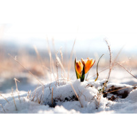 Alexy.Nov - Theme of the Sleeping Spring