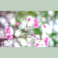 Alexy.Nov - Spring Tenderness (cover №2)