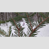 Alexy.Nov - Winter Memories (cover №2)