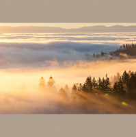 Alexy.Nov  Northern Forest - The Dreams